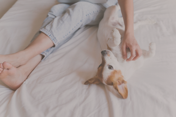 humano y perro sobre la cama