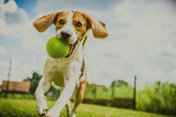 perro jugando con pelota