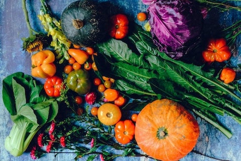 Nuevo estudio confirma que las dietas veganas en perros son saludables
