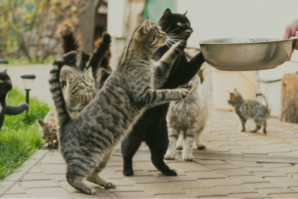 gatos esperando su comida vegana
