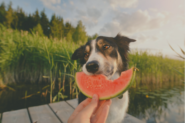 Mitos sobre la alimentación vegana para perros y gatos