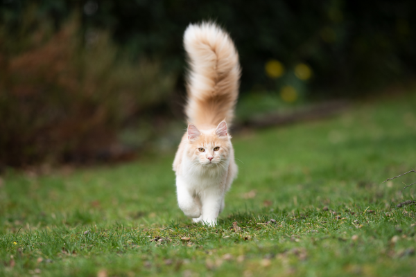 gato de pelo largo