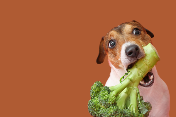 Las diez mejores frutas y verduras que dar a tu perro