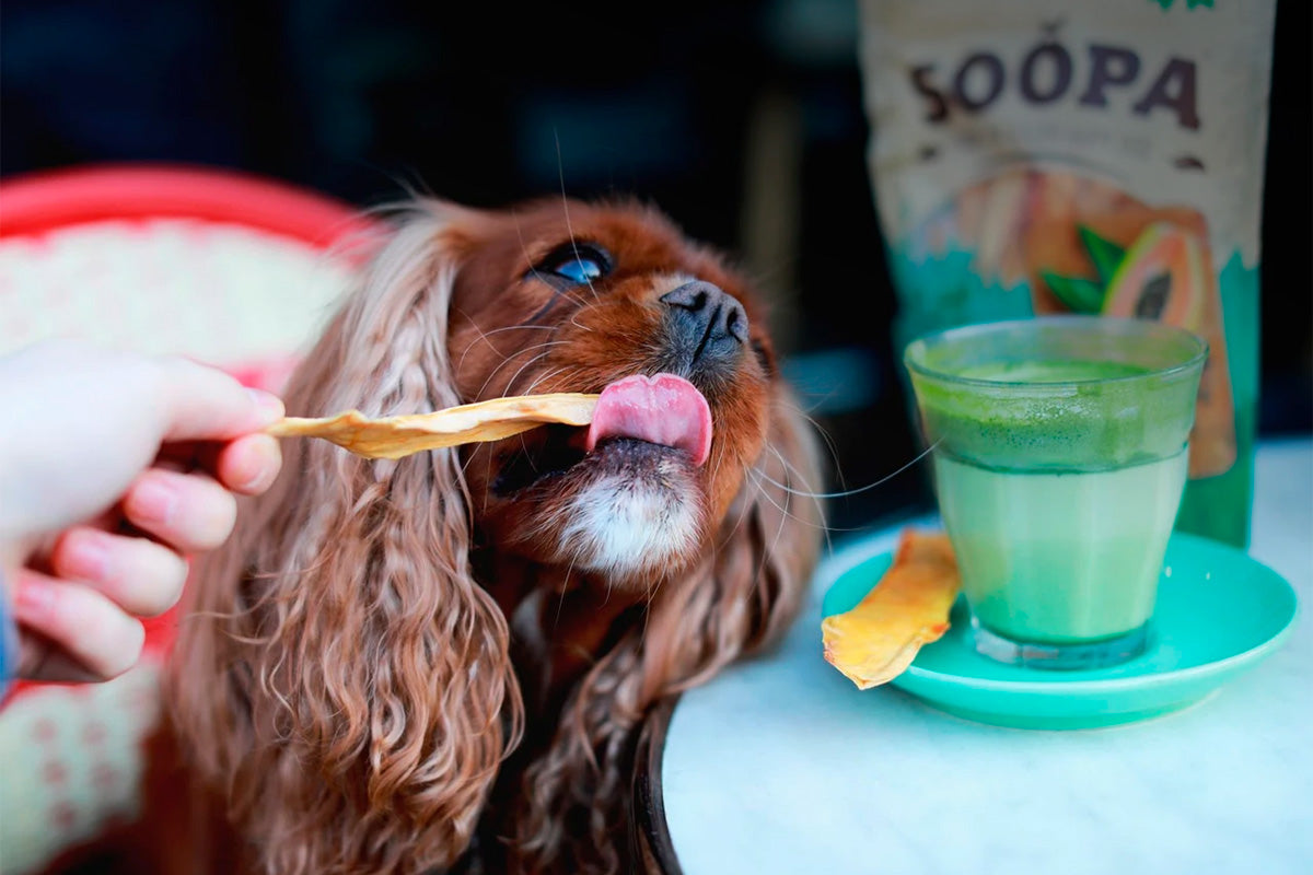 El impacto ambiental de los alimentos basados en carne para perros y gatos