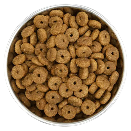 Benevo perro adulto detalle